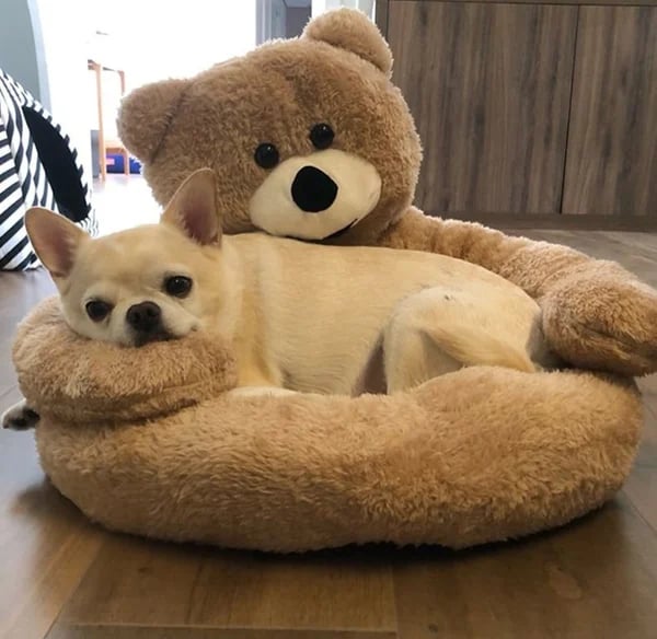 🐶 55% OFF 🐱 Teddy bear pillow cat and dog beds