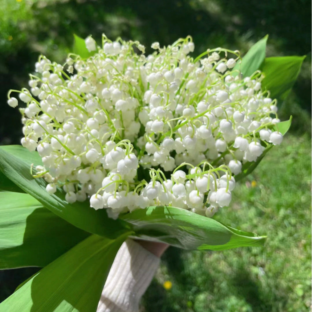 💐LILY OF THE VALLEY—HAPPINESS ARRIVES