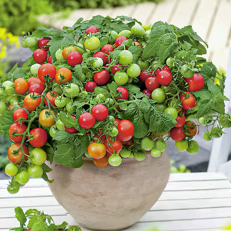 Dwarf Tomatos Seeds