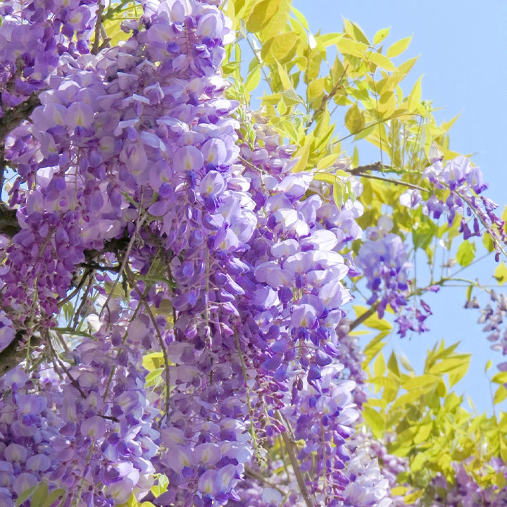 🌈Last Day Sale - 60% OFF🌸Wisteria Flower Seeds, Purple Elf Blossoms