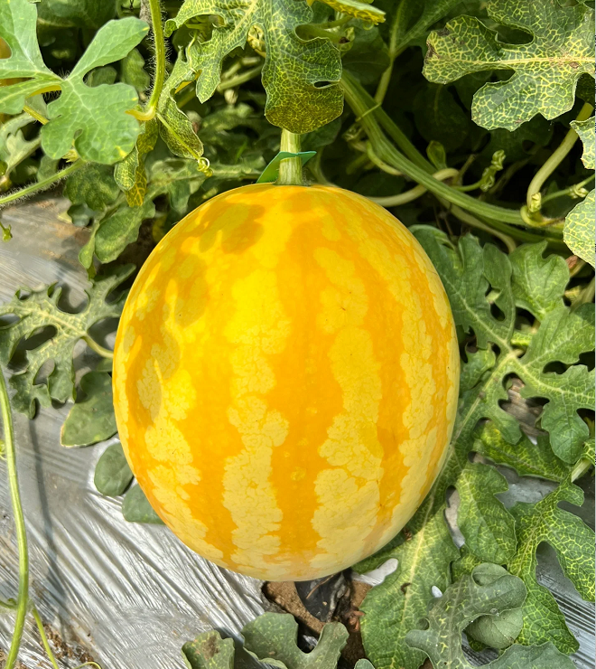 Yellow Skinned Red Flesh Watermelon Seeds