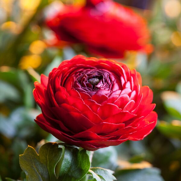 🌸Multicolor Ranunculus Asiaticus Bulbs