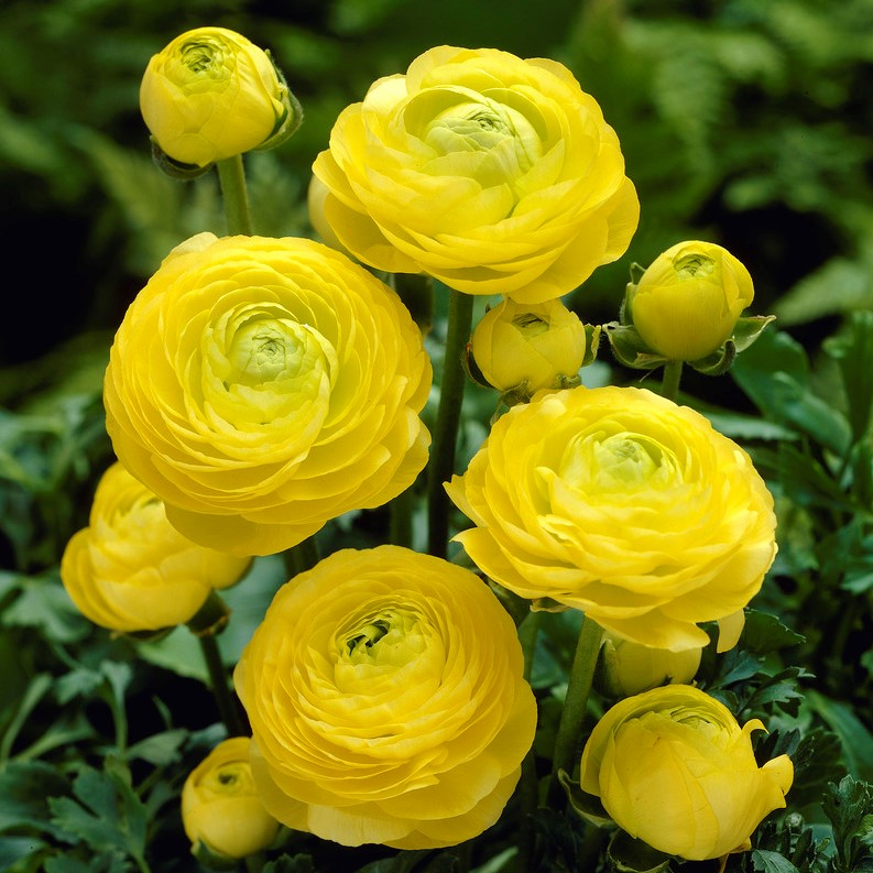 🌸Multicolor Ranunculus Asiaticus Bulbs