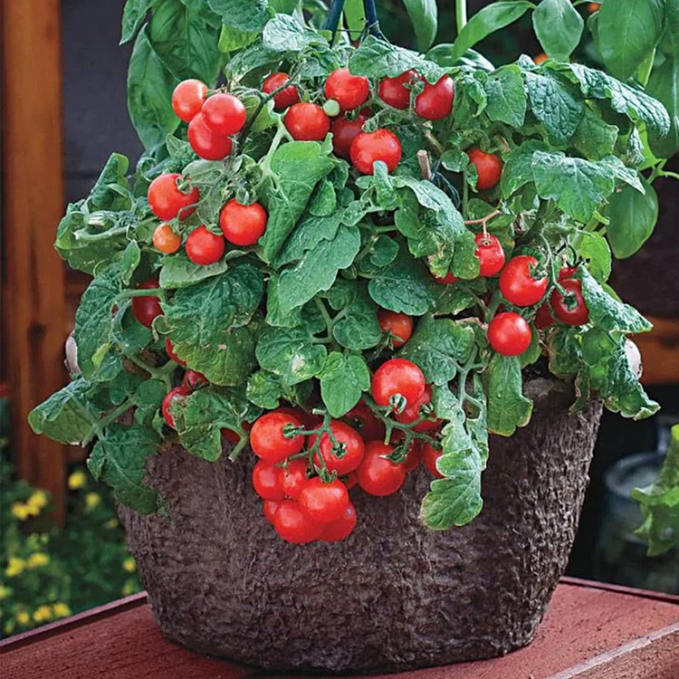 Dwarf Tomatos Seeds