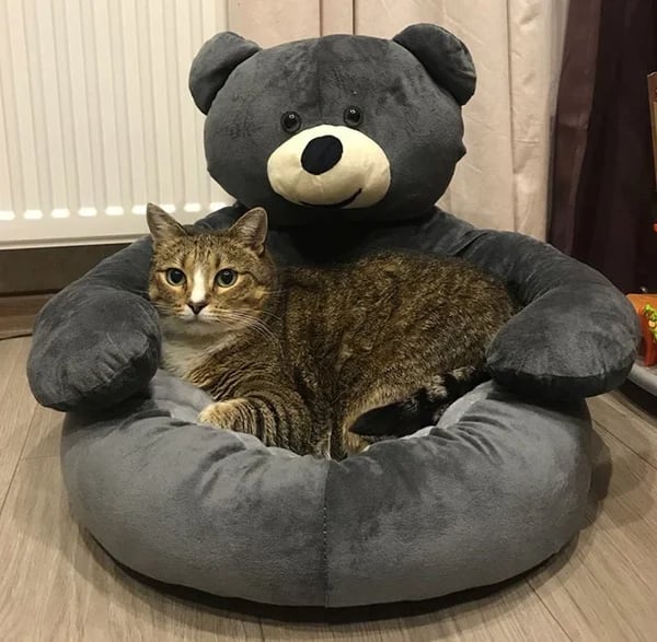 🐶 55% OFF 🐱 Teddy bear pillow cat and dog beds