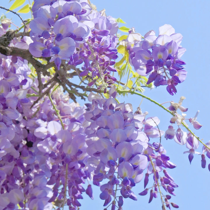 🌈Last Day Sale - 60% OFF🌸Wisteria Flower Seeds, Purple Elf Blossoms