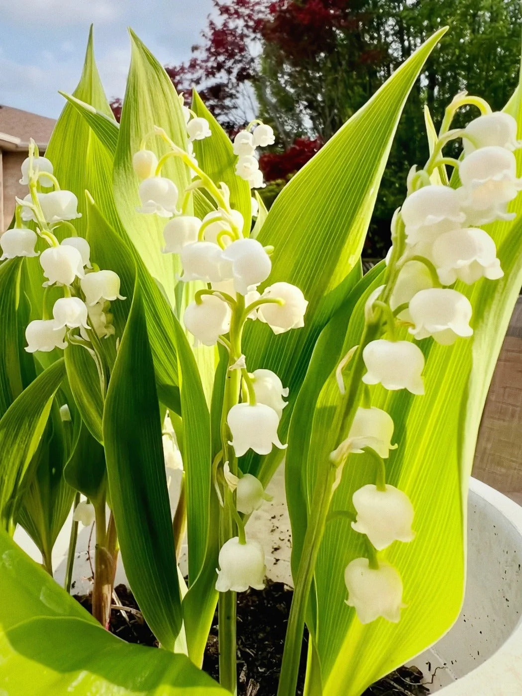 💐LILY OF THE VALLEY—HAPPINESS ARRIVES