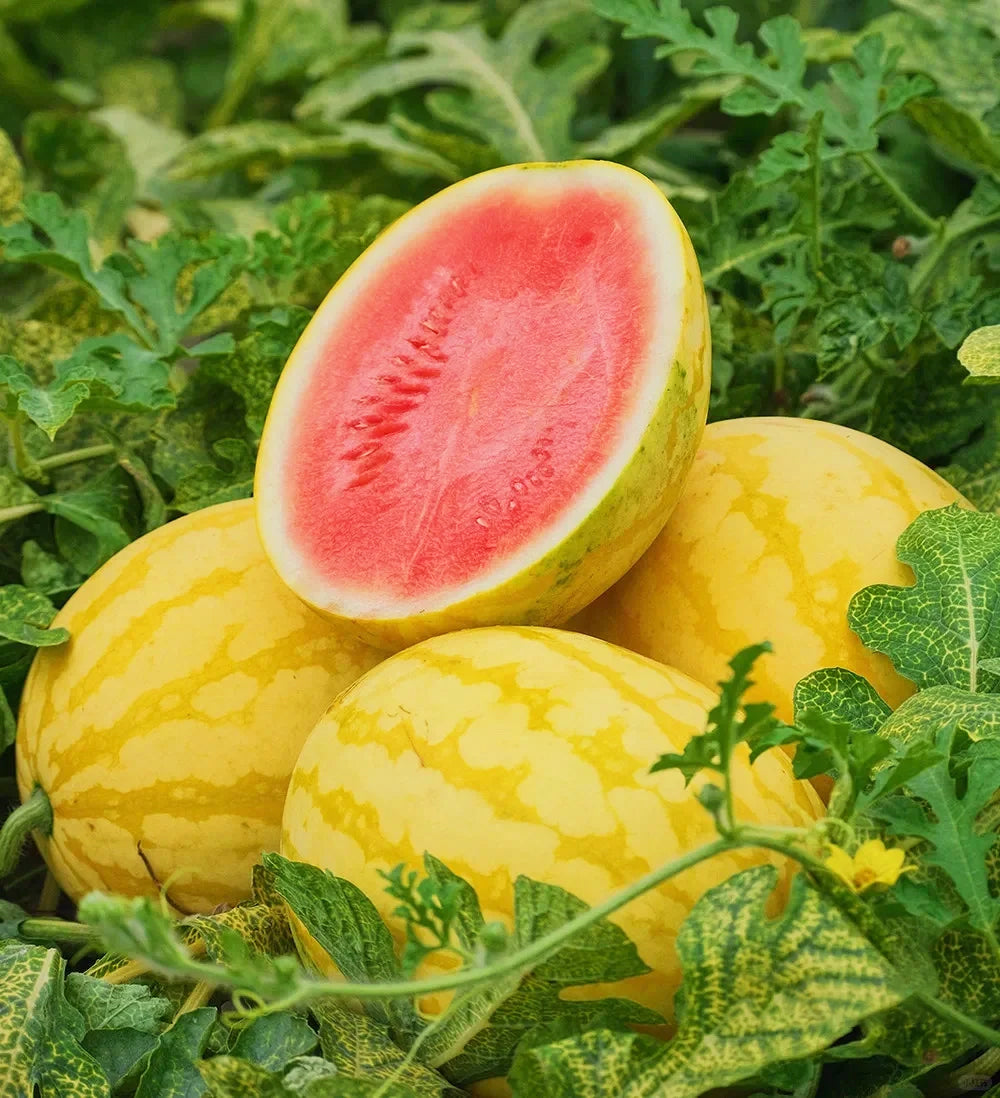 Yellow Skinned Red Flesh Watermelon Seeds