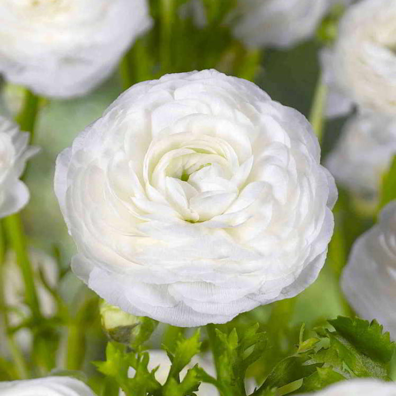 🌸Multicolor Ranunculus Asiaticus Bulbs