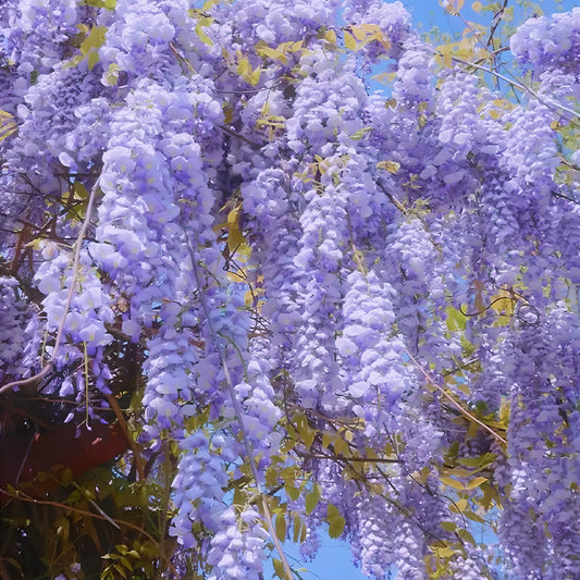 🌸Wisteria Flower Seeds, Purple Elf Blossoms