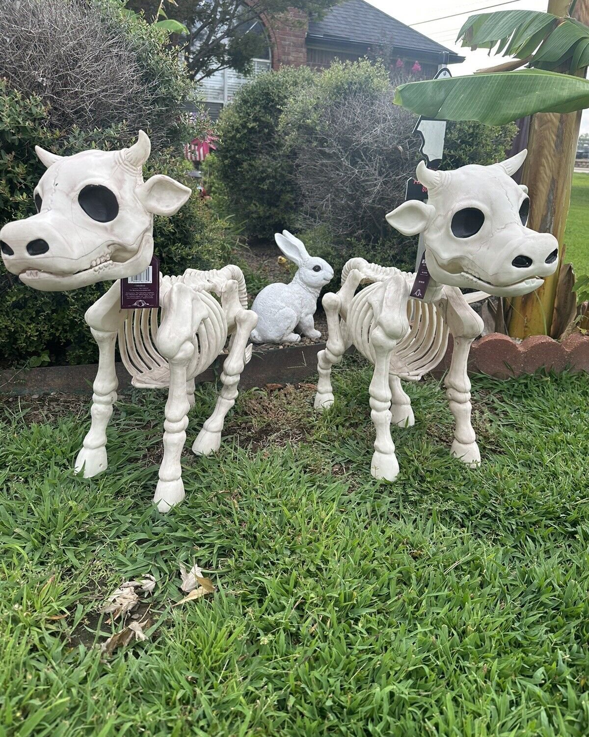 Halloween Sale -Cow & Horse Skeleton Halloween Decorative Prop