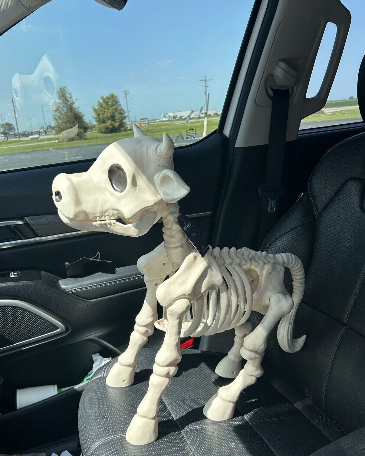 Halloween Sale -Cow & Horse Skeleton Halloween Decorative Prop