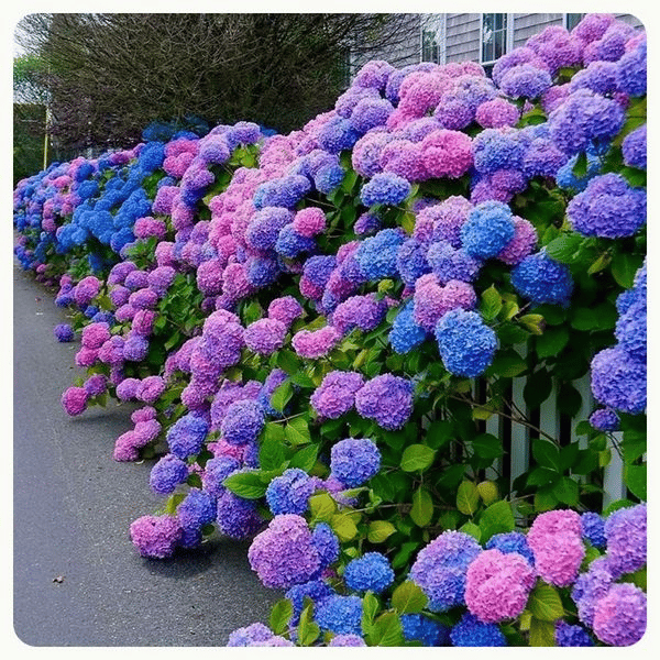 Outdoor Artificial Hydrangea Flowers💐