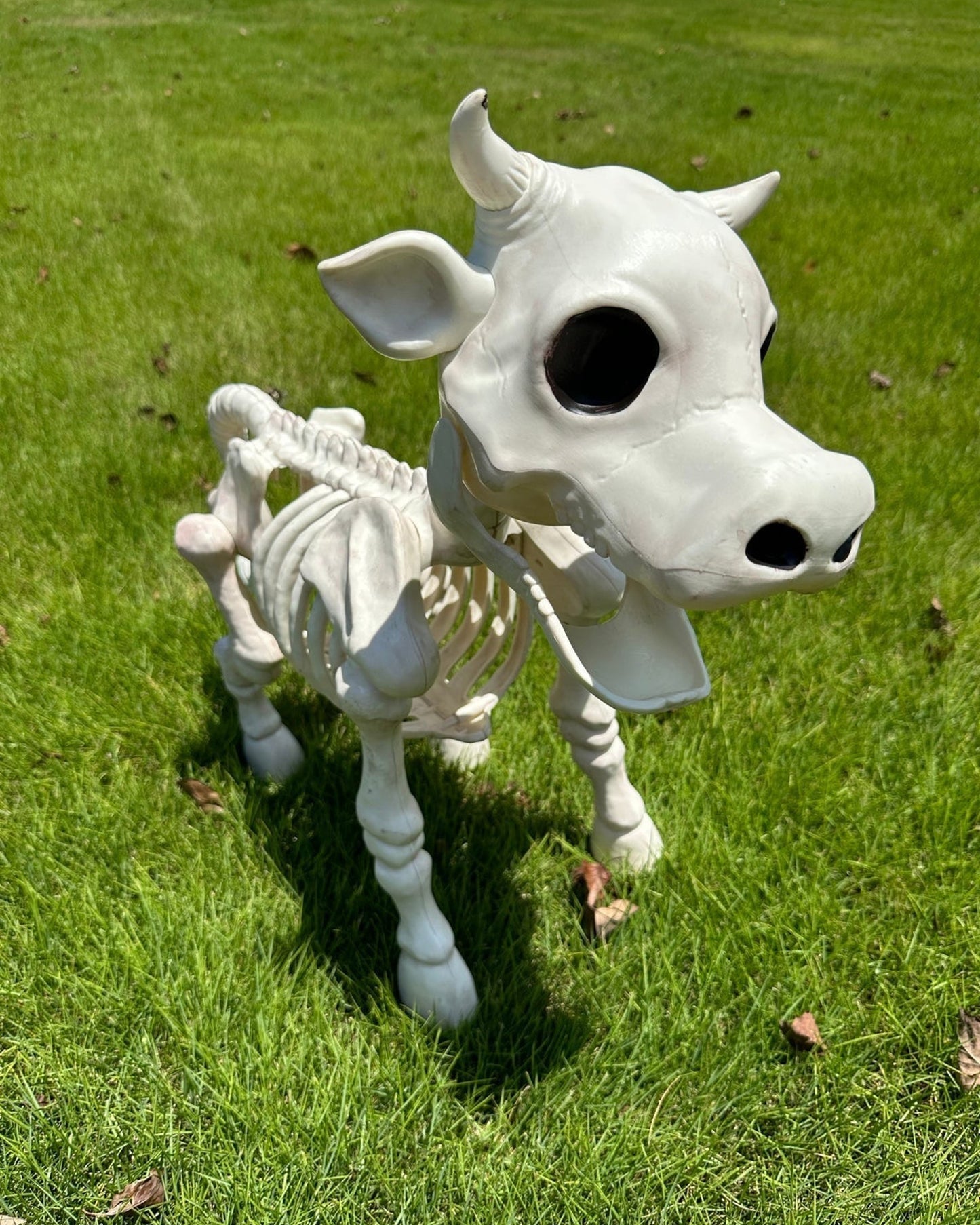 Halloween Sale -Cow & Horse Skeleton Halloween Decorative Prop